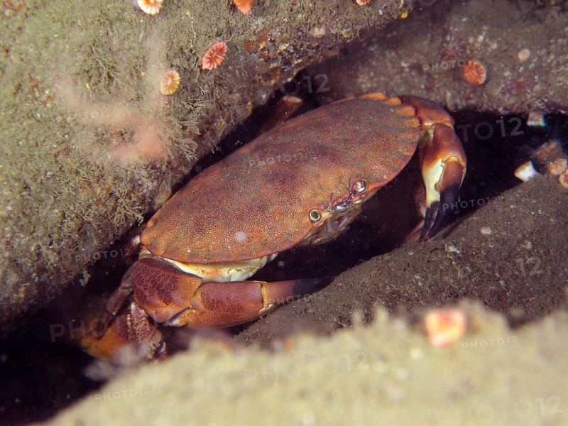 Edible crab (Cancer pagurus), dive site Mullaghmore, Co. Sligo, Irish Sea, North Atlantic, Ireland, Europe