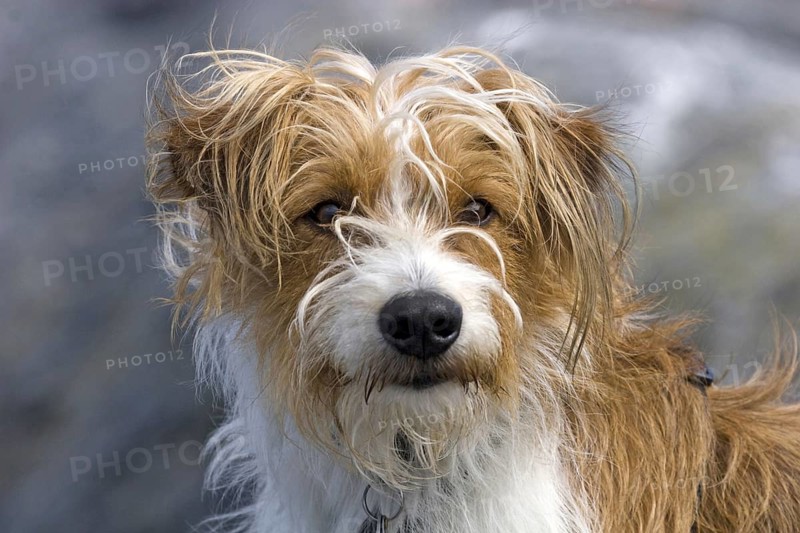 The Kromfohrländer is one of the youngest German dog breeds and has been internationally recognised since 1955, dog, dogs, (Canis lupus familiaris), male, portrait, Norway, Europe