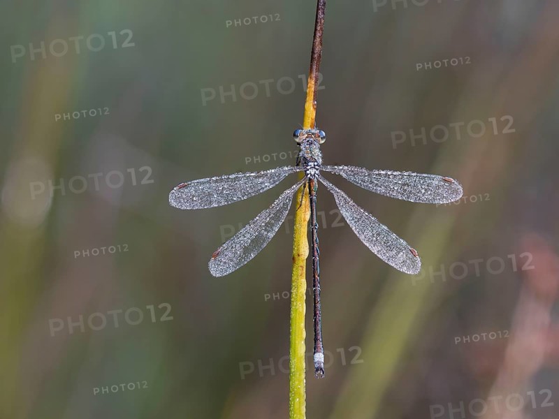 Emerald Damselfly (Lestes sponsa) sits on a rush stalk, the first rays of sunlight dry the wings, which are wetted by the morning dew, North Rhine-Westphalia, Germany, Europe