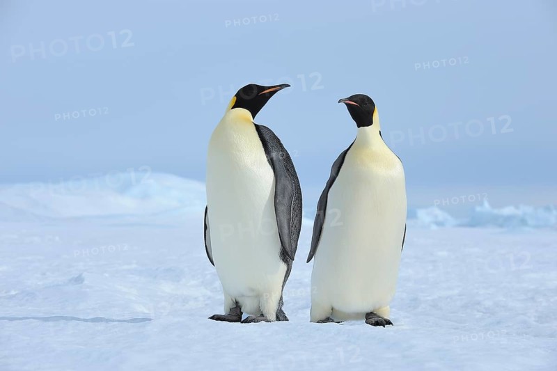 Emperor penguins (Aptenodytes forsteri), Two Adult, Snow Hill Island, Antartic Peninsula, Antarctica