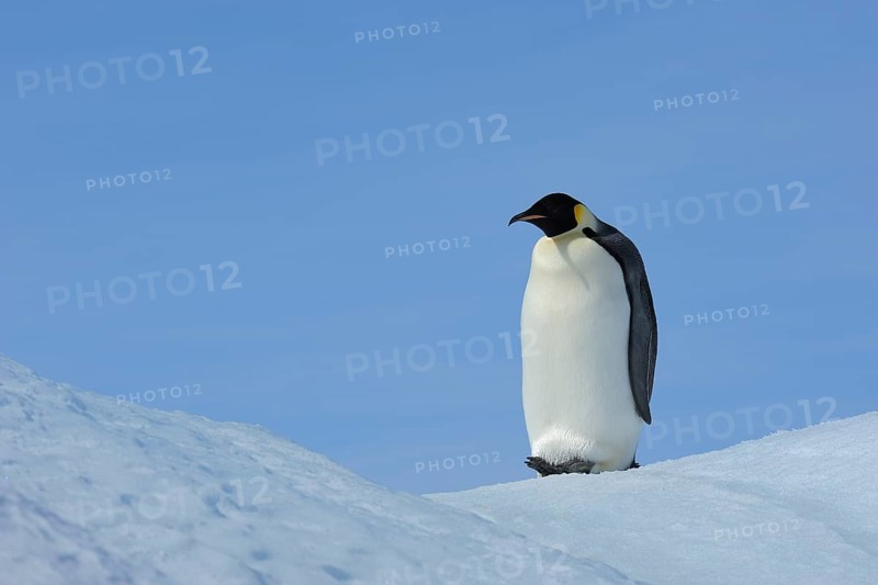 Emperor penguins (Aptenodytes forsteri), Adult, Snow Hill Island, Antartic Peninsula, Antarctica