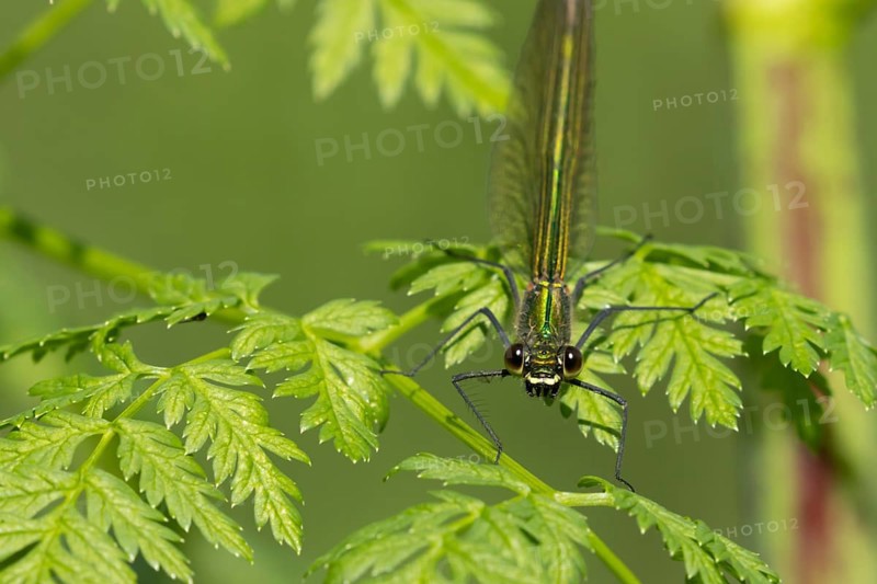 Banded demoiselle damselfly (Calopteryx splendens) adult female insect resting on a leaf in the summer, Suffolk, England, United Kingdom, Europe