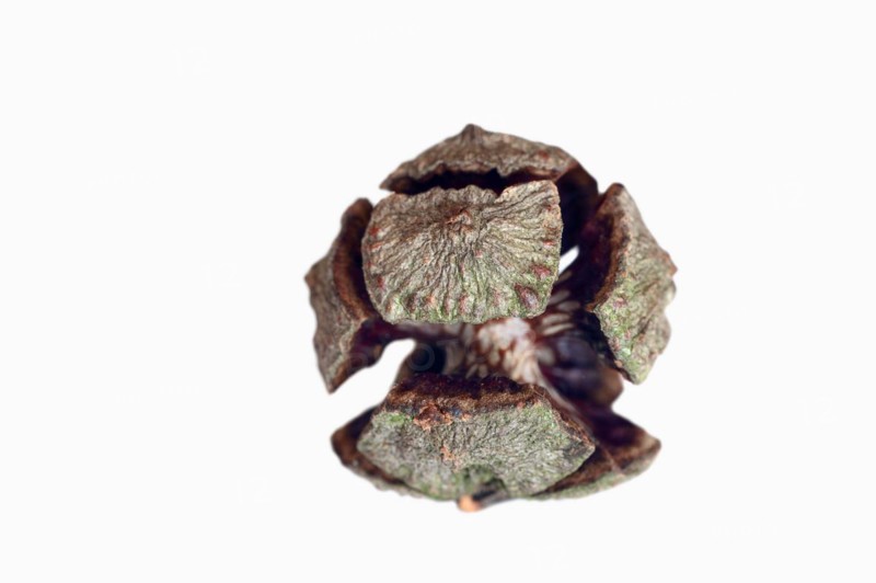 Mediterranean cypress or mediterranean cypress (Cupressus sempervirens), cones on a white background