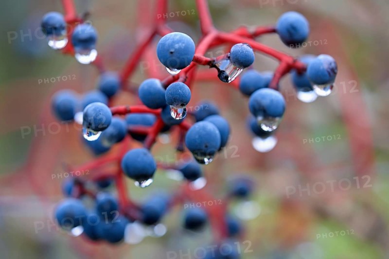Wild vine, maiden vine (Parthenocissus quinquefolia) with fruit, Moselle, Rhineland-Palatinate, Germany, Europe