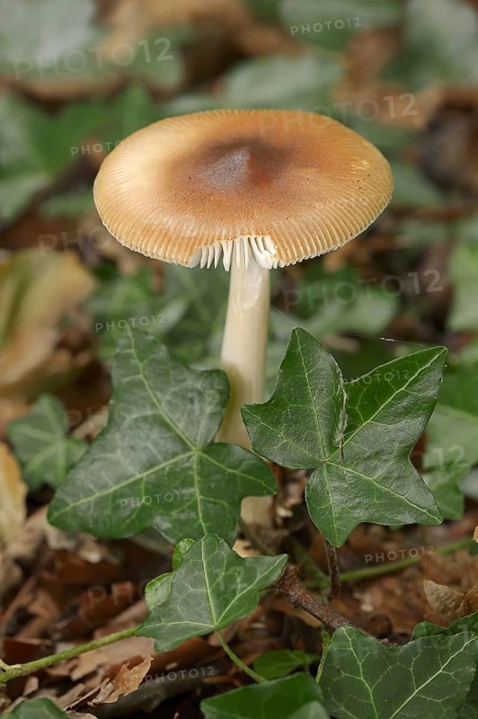 Reddish-brown scabbard or foxy scabbard (Amanita fulva), North Rhine-Westphalia, Germany, Europe