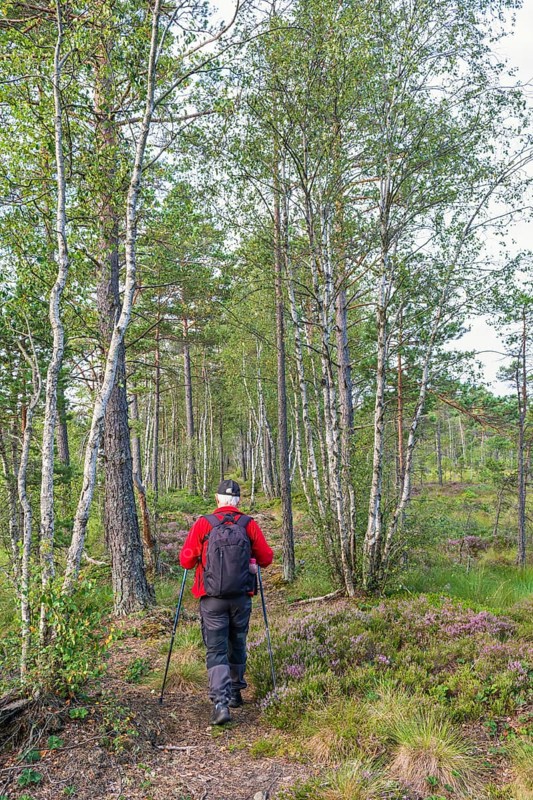 Woman hiking with walking poles and a backpack on a path at a bog with birch trees and pine trees