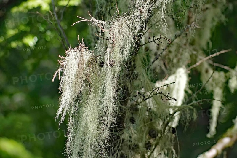 Lichens hanging on Douglas firs, Cathredral Grove, MacMillan Provincial Park, Vancouver Island, Canada, North America