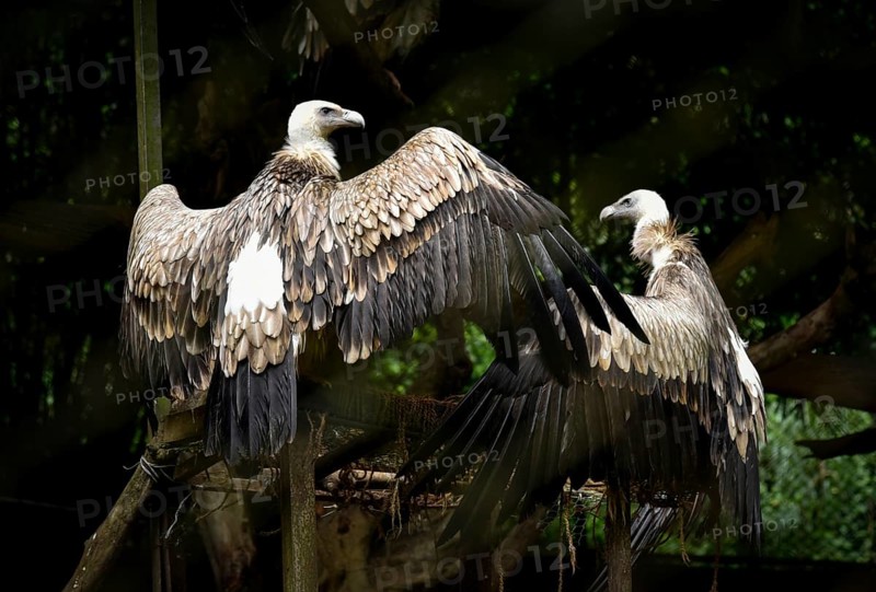 Vultures sitting on a wooden structure in an enclosure at Assam State Zoo in Guwahati, Assam, India on October 01, 2019. Wildlife Week is celebrated all over the country in the month of October, from 2nd to 8th October every year with the view to preserve the fauna means the animal life of the India