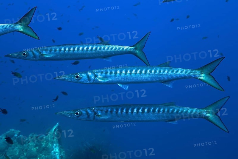 School of fish, group, school of barracuda (Sphyraena sphyraena) in the Mediterranean Sea near Hyères. Dive site Giens Peninsula, Côte d'Azur, France, Europe