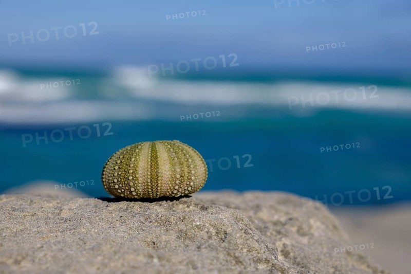 Sea urchins, enclosure off the Indian Ocean, De Hoop Nature Reserve, nature reserve near Struisbaai, Garden Route, Western Cape, South Africa, Africa