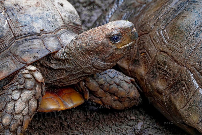 Brown land tortoise (Manouria emys emys), animal portrait, captive, occurrence Southeast Asia