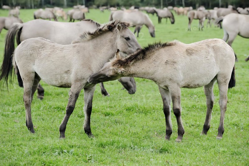 Dülmener Wildpferde, Merfelder Bruch, Dülmen, North Rhine-Westphalia, Germany, Europe