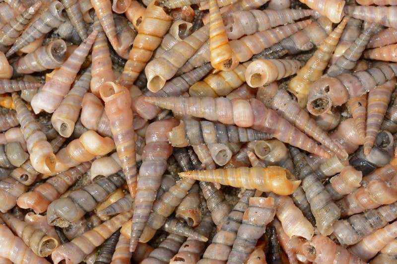 Common tower snail (Turritella communis) empty shells on the beach, Camargue, Provence, southern France