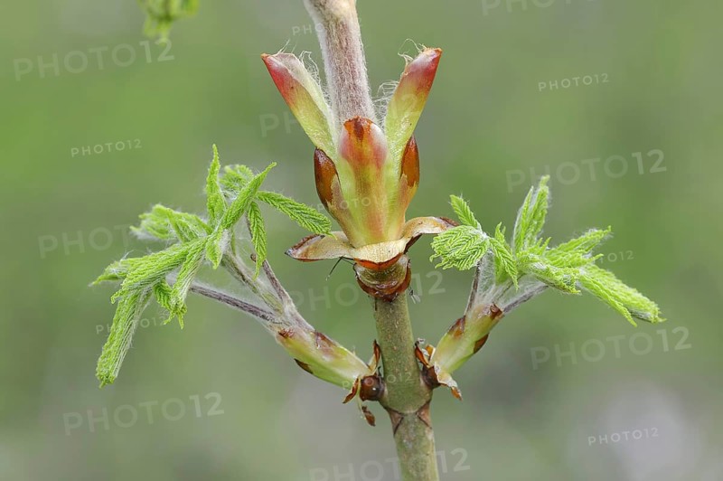 Horse-chestnut (Aesculus hippocastanum), leaf budding in spring, North Rhine-Westphalia, Germany, Europe