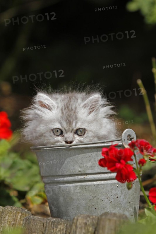 Persian cat, long-haired cat