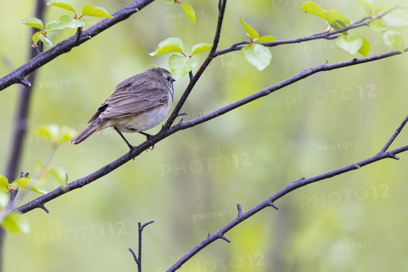 Red-throated Bluethroat or Tundra Bluethroat (Luscinia svecica), adult male sitting on a branch, Varanger, Finnmark, Norway, Europe