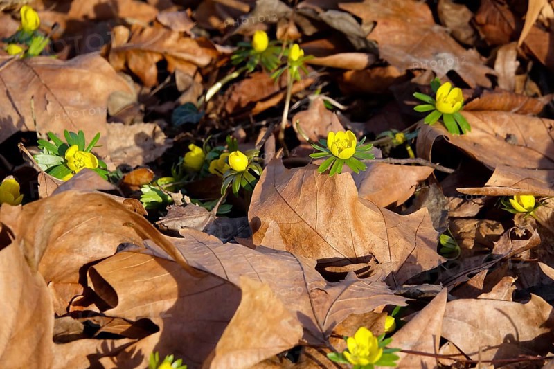 Winter aconites (Eranthis hyemalis), Germany, Europe