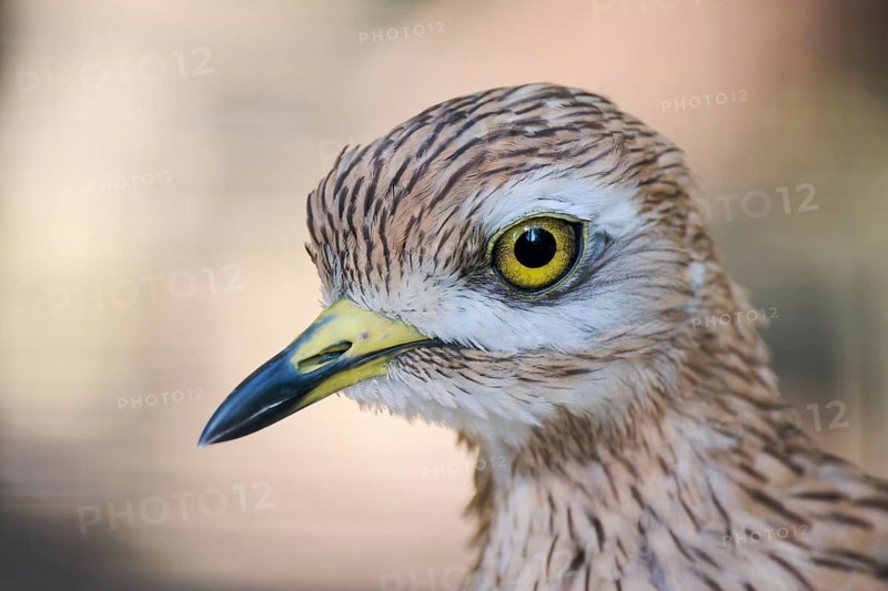 Stone Curlew (Burhinus oedicnemus), captive, Lower Saxony, Germany, Europe