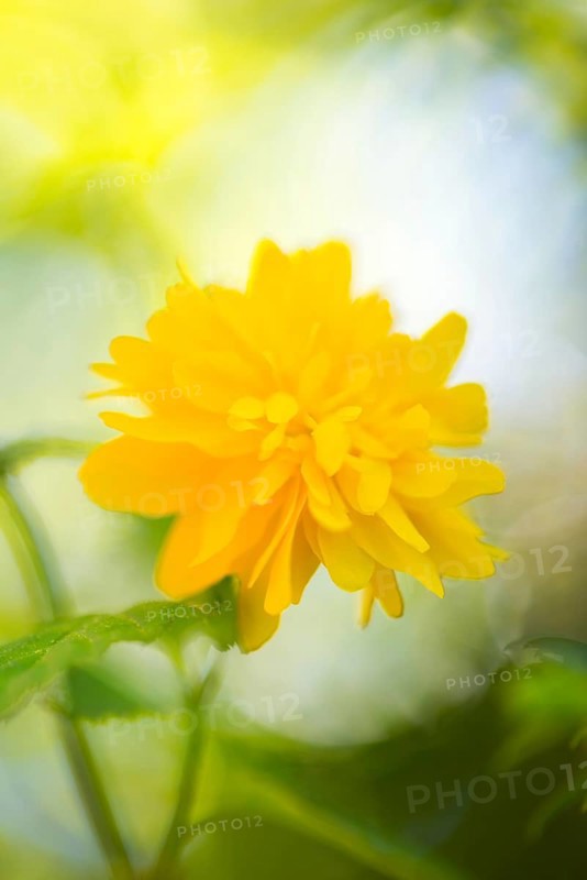 A bright yellow flower in soft light, with a blurred background, flower of a ranunculus, ranunculus bush, Japanese kerrie, Japanese golden rose, golden rose (Kerria japonica 'Pleniflora'), cultivated form with double flowers in May, sunny day in spring, fragrant, delicate, Lower Saxony, Germany, Europe