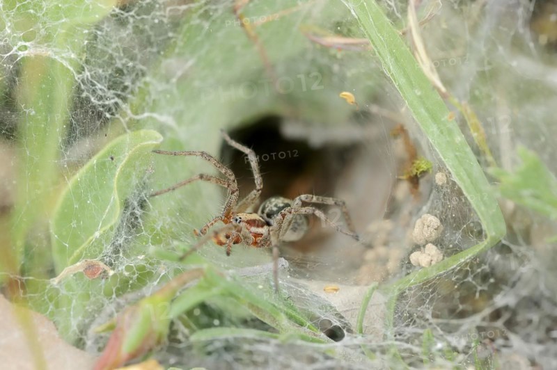 Common labyrinth spider (Agelena labyrinthica), female in web, Provence, South of France