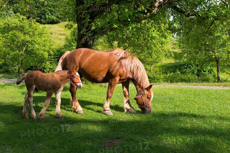 A bay horse and foal grazing peacefully in a sunny pasture next to a tree, foal and dam, Nucet, Bihor, Kreisch region, Romania, Europe