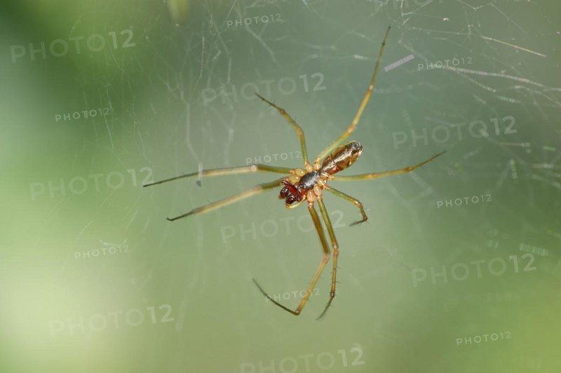 Garden canopy spider (Linyphia hortensis), canopy spider, male, North Rhine-Westphalia, Germany, Europe