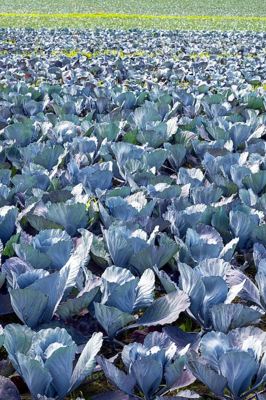 Red cabbage, red cabbage, blue cabbage, blue cabbage, winter vegetables growing in a field, Hegau, Baden-Württemberg, Germany, Europe