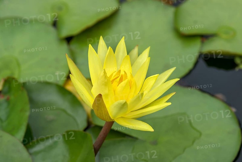 Yellow water lily (Nymphaea), Botanical Garden, Erlangen, Middle Franconia, Bavaria, Germany, Europe