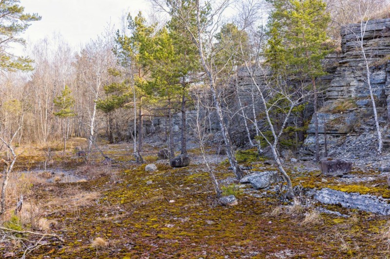 Rock face at an old disused limestone quarry with growing pine trees