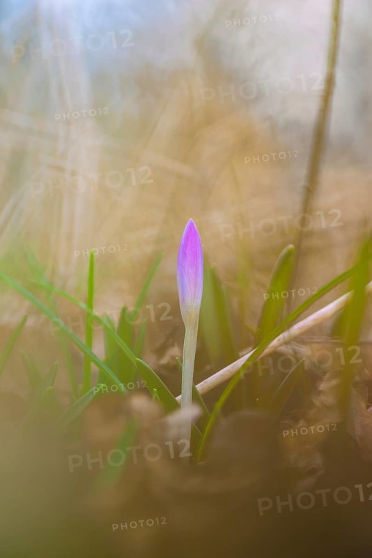 Nature photograph of a spring crocus (Crocus vernus) in diffuse light, Neustadt am Rübenberge, Lower Saxony