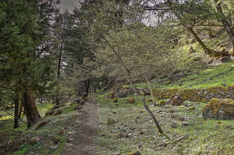 A quiet forest path surrounded by green trees and moss-covered stones, Large old trees, wild nature, Profitis Ilias, Rhodes, Dodecanese, Greek Islands, Greece, Europe