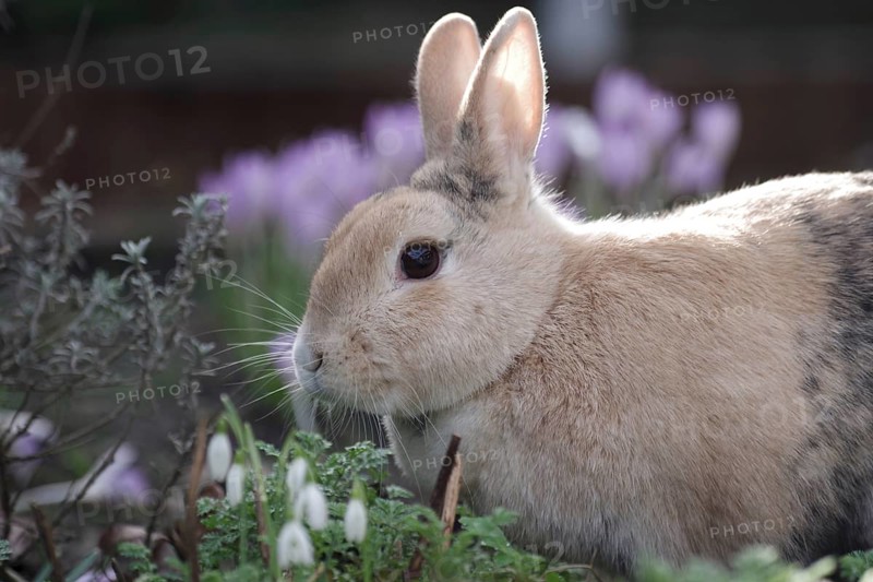 Rabbit (Oryctolagus cuniculus domestica), Portrait, Spring, Garden, Easter, A brown rabbit sits between crocuses and snowdrops in the garden and is illuminated by the sunlight