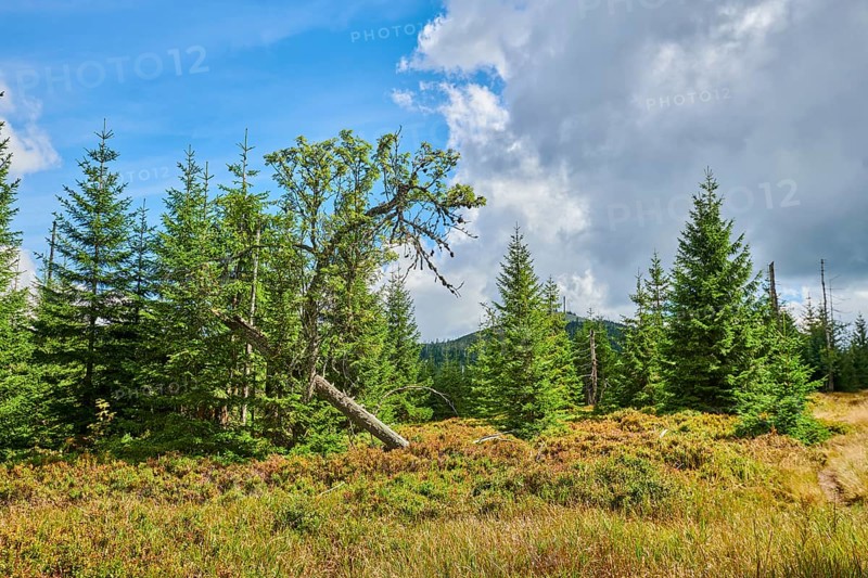 Vegetation with Norway spruce (Picea abies), an old rowan (Sorbus aucuparia) tree and colored European blueberry (Vaccinium myrtillus) on Mount Lusen in late summer, Bavarian Forest, Bavaria, Germany, Europe