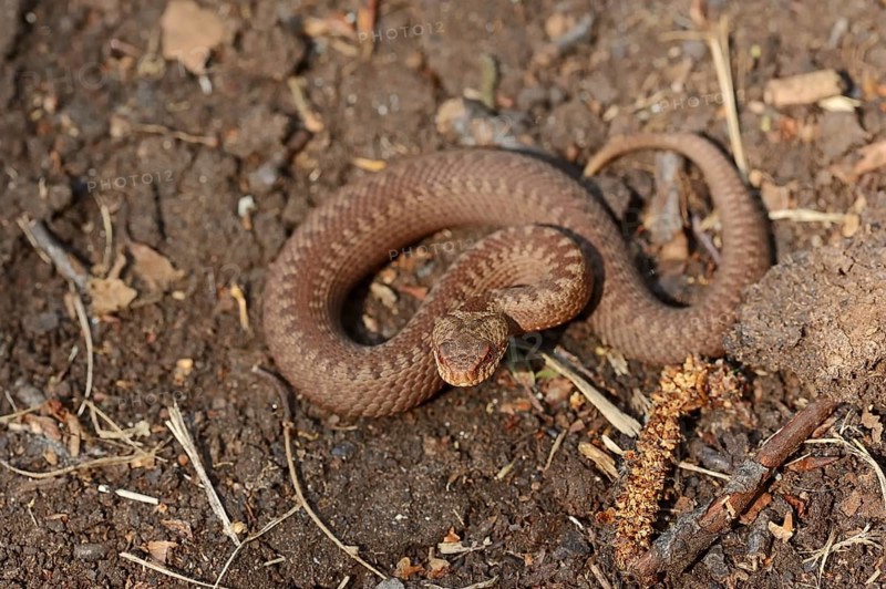 Common european viper (Vipera berus), juvenile, North Rhine-Westphalia, Germany, Europe