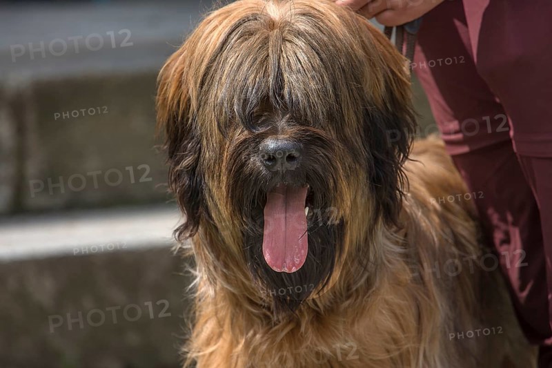 Portrait of a Briard, French dog breed, Mecklenburg-Vorpommern, Germany, Europe
