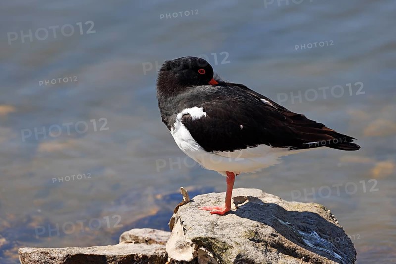 Oystercatcher (Haematopus ostralegus) standing on a stone and resting with beak in feathers, North Sea coast, Schleswig-Holstein, Germany, Europe