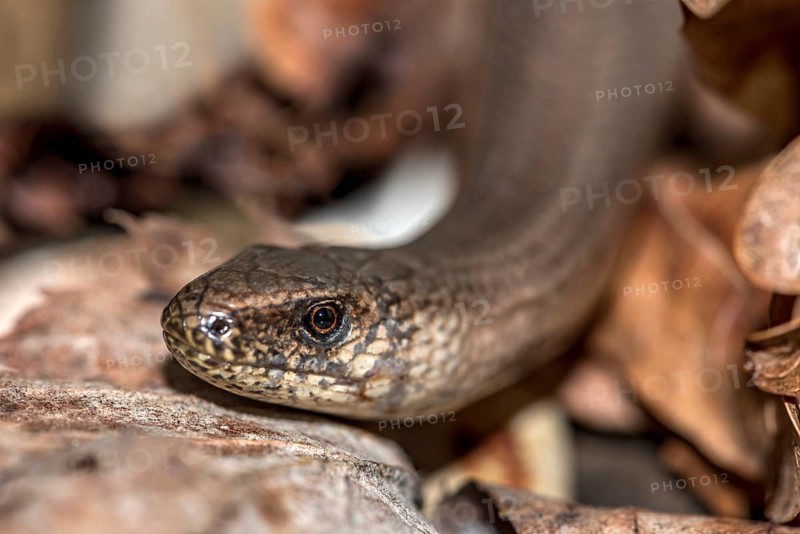 Western slow worm (Anguis fragilis) in dry autumn leaves, animal portrait, Hesse, Germany, Europe