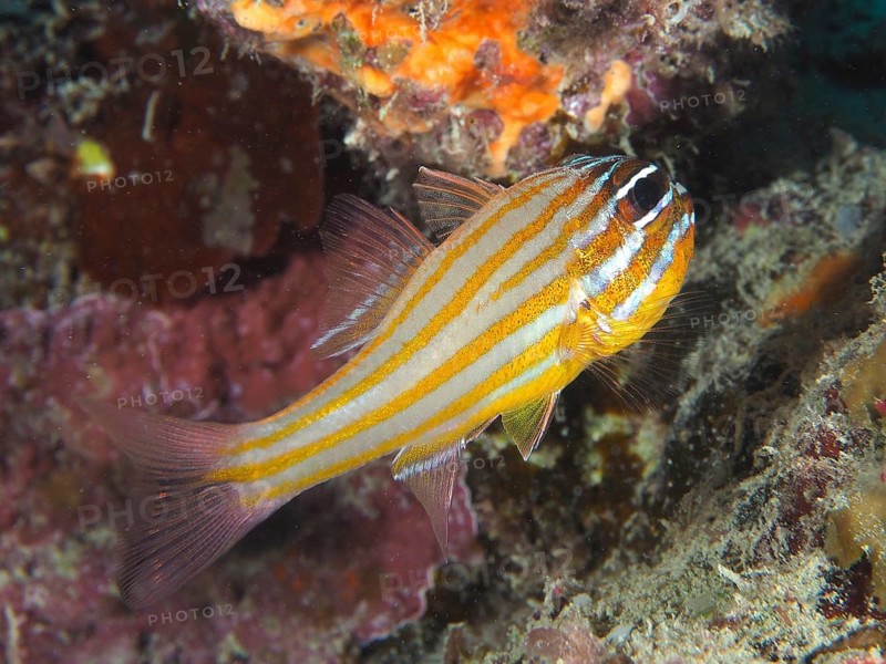 Golden-striped cardinalfish (Apogon cyanosoma), House Reef dive site, Mangrove Bay, El Quesir, Red Sea, Egypt, Africa