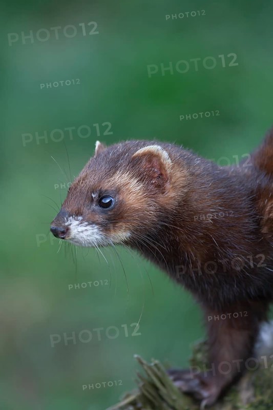 European polecat (Mustela putorius) adult animal portrait, United Kingdom, Europe