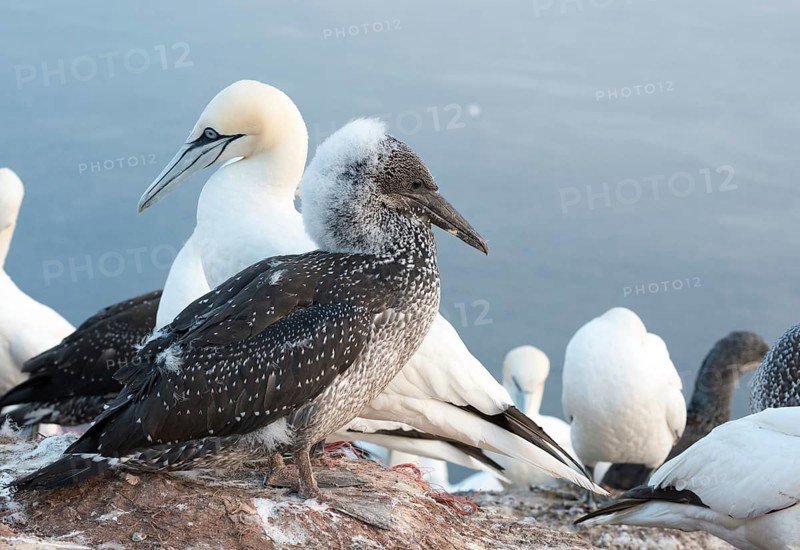 A gannet (Morus bassanus) (synonym: Sula bassana) next to a young bird on a rock with other birds in the background, young bird, chick in juvenile plumage with remains of downy feathers on the head and neck, nest with plastic debris as nesting material, marine pollution, gannet colony on the Lummenfelsen, Helgoland Island, North Sea, Schleswig-Holstein, Germany, Europe