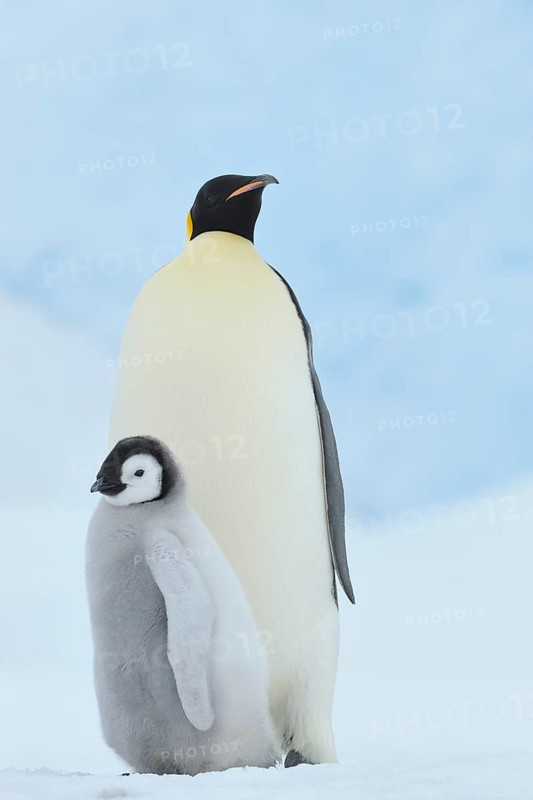 Emperor penguins, Aptenodytes forsteri, with a Chick, Snow Hill Island, Antartic Peninsula, Antarctica