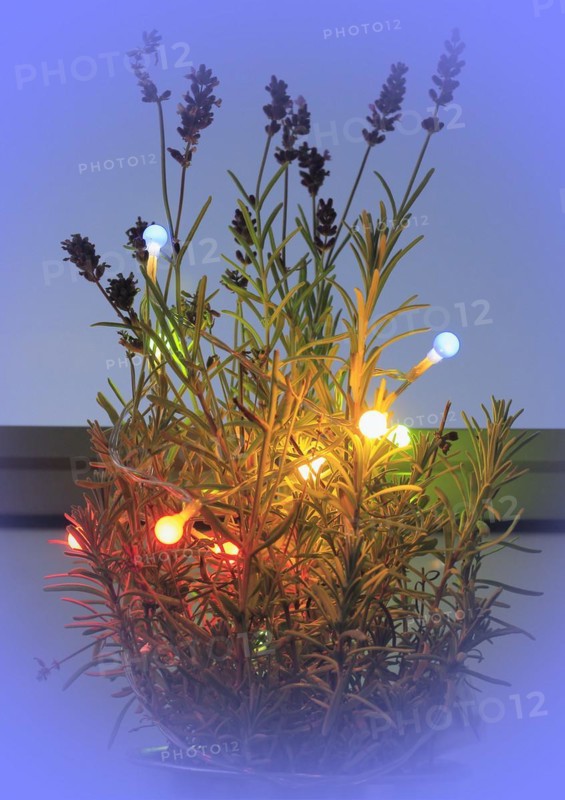 Lavender (Lavandula), with fairy lights and bokeh, North Rhine-Westphalia, Germany, Europe