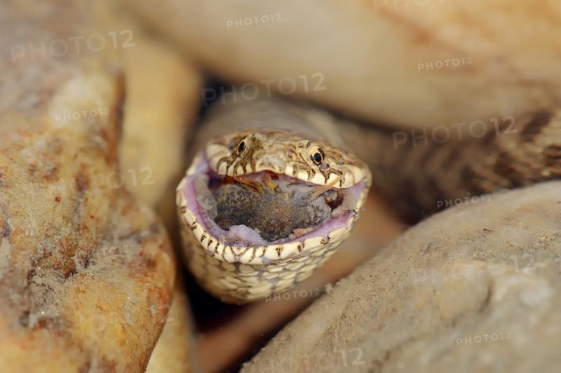 Dice snake (Natrix tessellata) with preyed fish, Provence, southern France