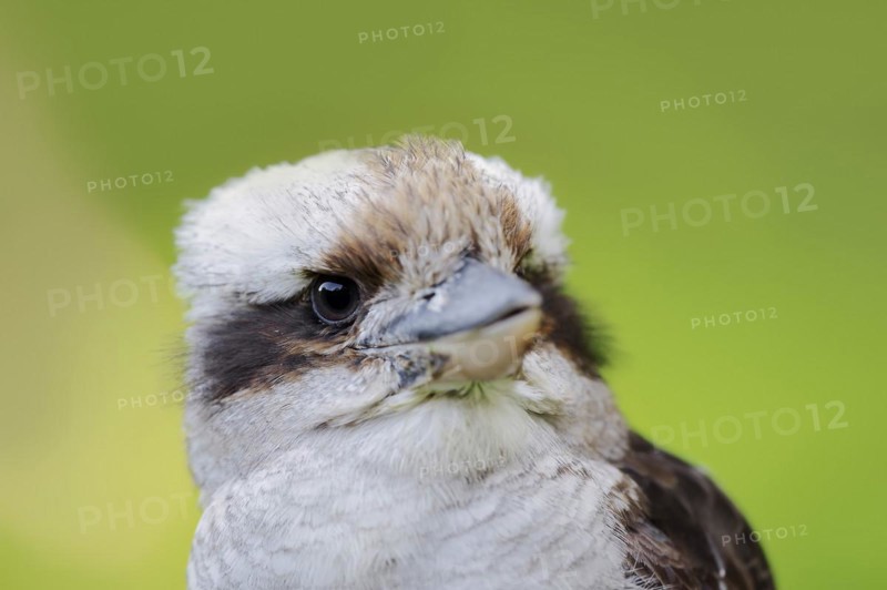 Laughing Hans or Hunter's Kingfisher (Dacelo novaeguineae, Dacelo gigas), portrait, captive, occurrence in Australia