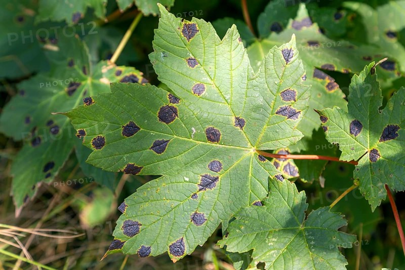 Tarspot or tar spot leaf disease Rhytisma acerinum fungus leaves sycamore tree, Acer pseudoplatanus, Suffolk, England, UK