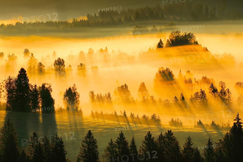 Fog and forest at the Rothenthurm high moor, Canton Schwyz, Switzerland, Europe