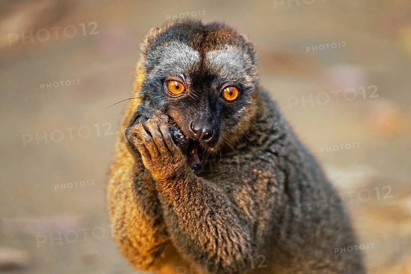 Southern red-fronted brown lemur (Eulemur rufifrons) at Lemur Island near Andasibe, Moramanga, Alaotra-Mangoro, Madagascar, Africa