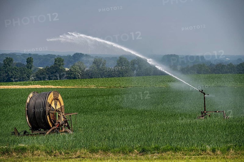 A field with onions is artificially irrigated, water is sprayed onto the field via a sprinkler system, North Rhine-Westphalia, Germany, Europe