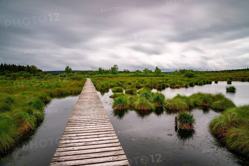 The High Fens, Brackvenn, raised bog, wooden plank hiking trail, in Wallonia, Belgium, on the border with Germany, Europe