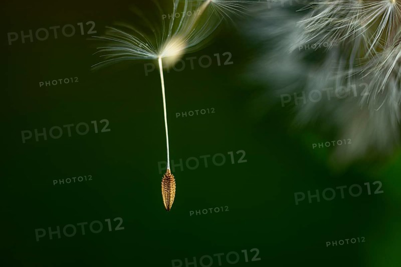 Common dandelion (Taraxacum) in detail, Mindelheim, Bavaria, Germany, Europe